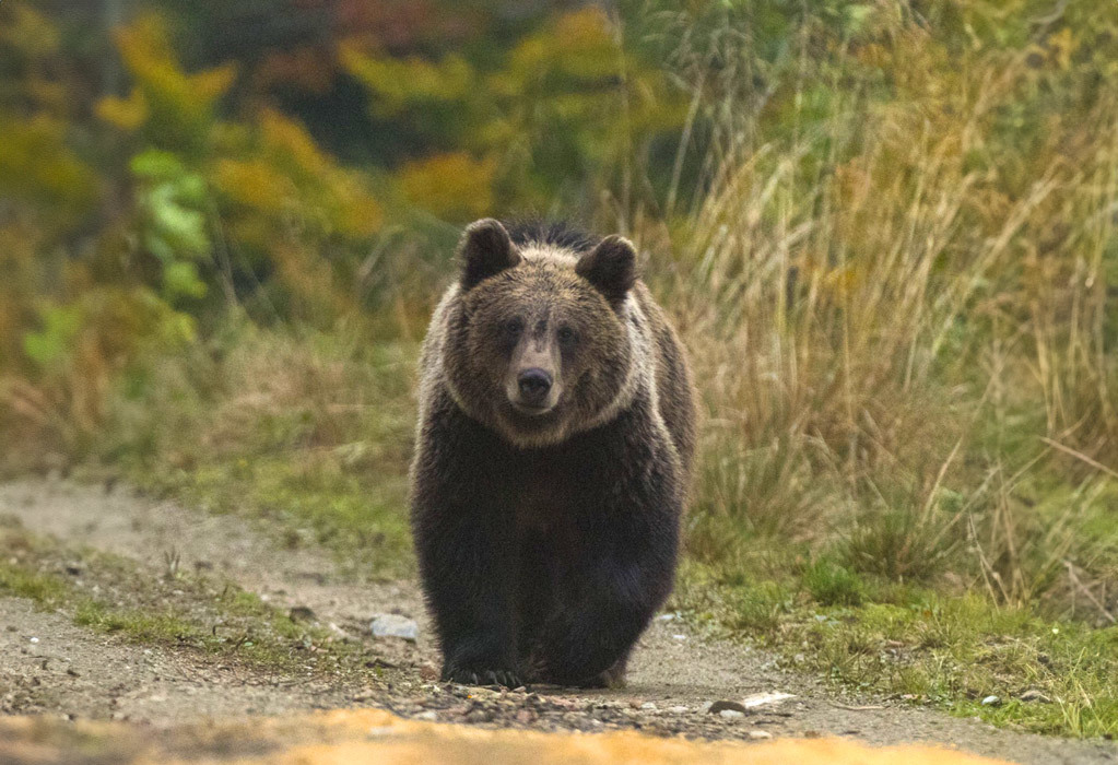 A bear in the Făgăraș Mountains, Southern Carpathian mountain range. Courtesy of Daniel Rosengren, Endangered Landscapes and Seascapes Programme.