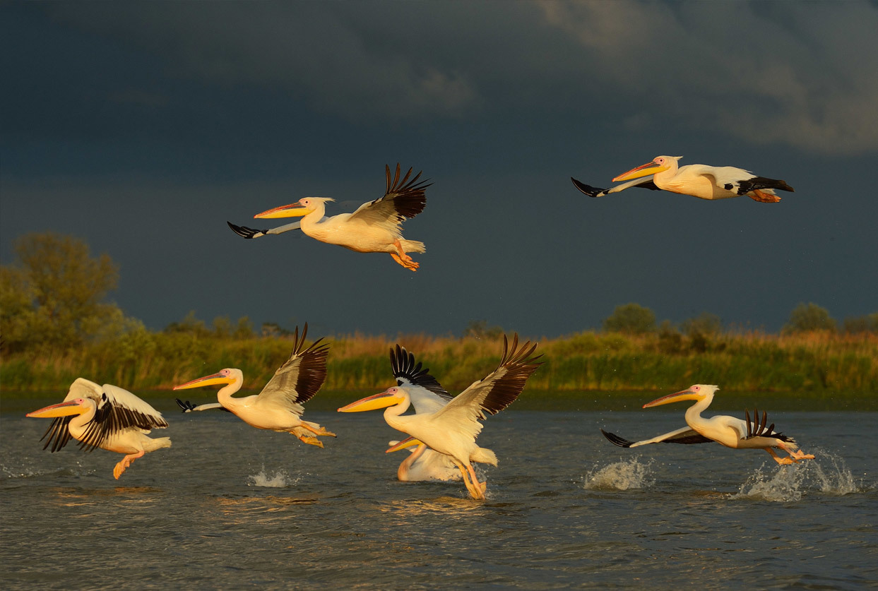 White pelicans, Pelecanus onocrotalus Danube delta rewilding area Romania. Courtesy of Staffan Widstrand, Rewilding Europe