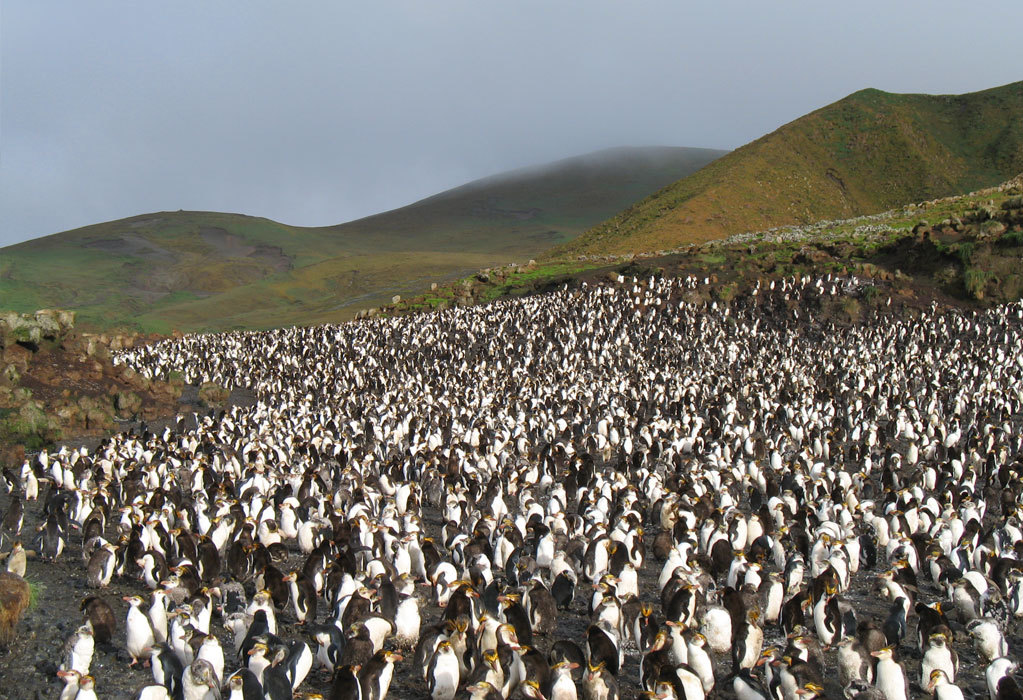 A royal penguin rookery on Macquarie Island. Courtesy of M. Murphy - Own work, Public Domain.